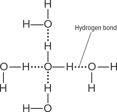 <p>Hydrogen Bond</p>