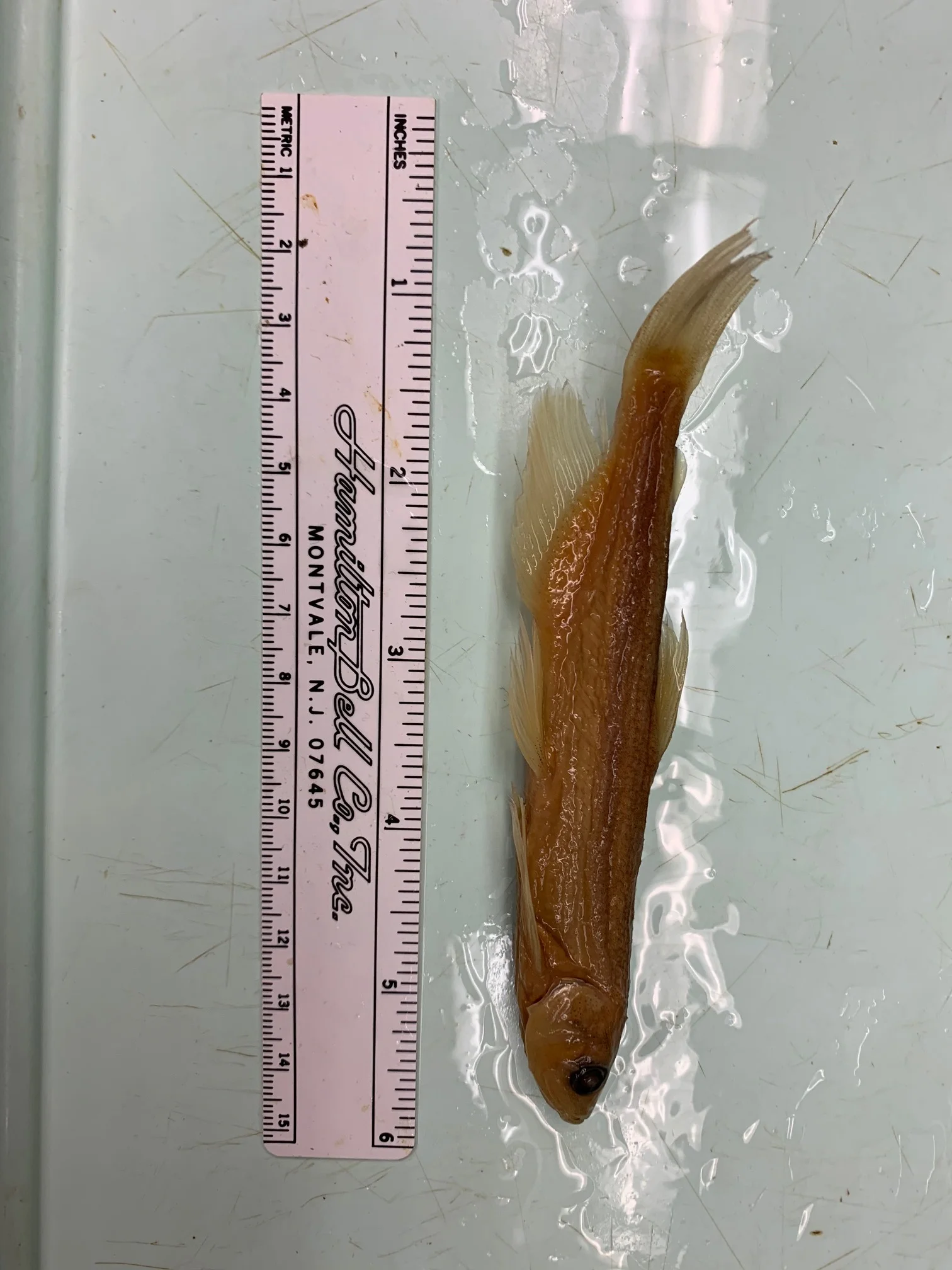 <p>What fish is this?</p>