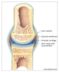 <ul><li><p>articular cartilage</p></li><li><p>subchondral bone</p></li><li><p>epiphyseal bone</p></li><li><p>synovial membrane</p></li><li><p>synovial fluid</p></li><li><p>capsule and ligaments</p></li></ul><p></p>