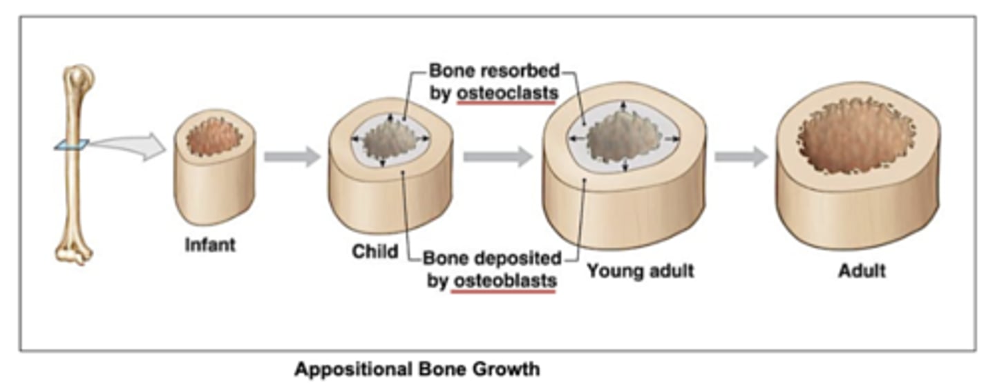 <p>when bones grow in width.</p><p>the process by which deeper lamellae (layers of compact bone) are broken down by osteoclasts, recycled and replaced by new bone secreted by osteoblasts.</p>