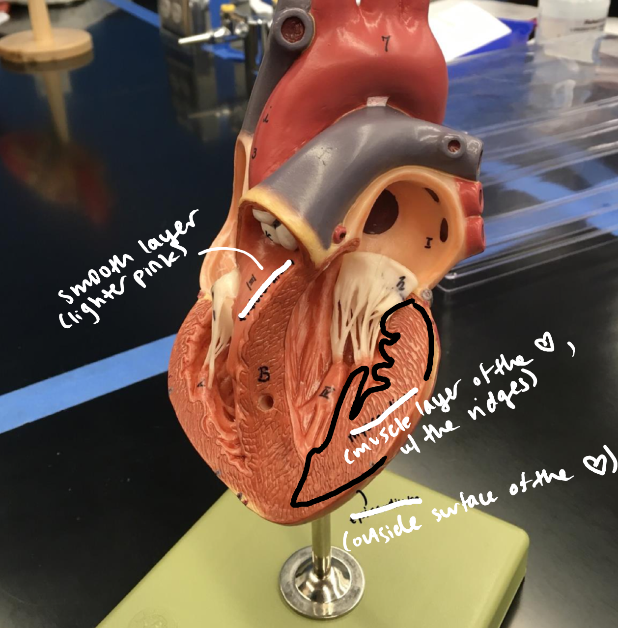 <p>Muscle layer of the heart, with the ridges</p>