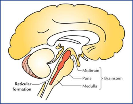 <p>controls arousal, attention, wakefulness</p>