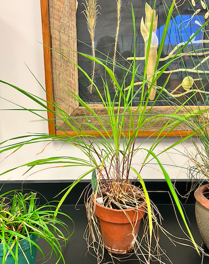 <p><span style="background-color: transparent;"><span>Order? Family?</span></span></p>