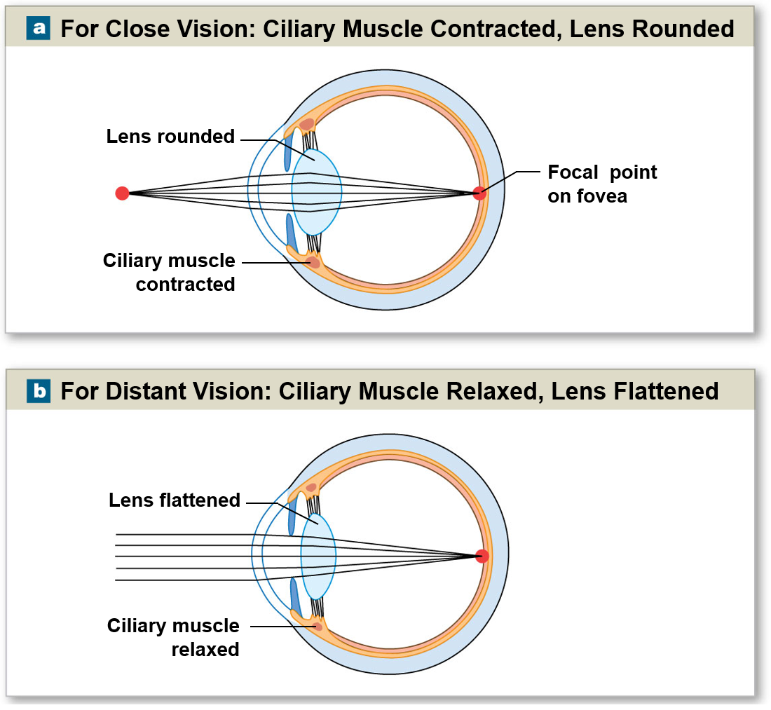 <p>Changes in the ciliary muscle help direct light onto the focal point of the retina for close distant vision</p>