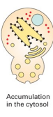 <p>What is the defective function, if the secretory proteins accumulate in the cytosol ?</p>