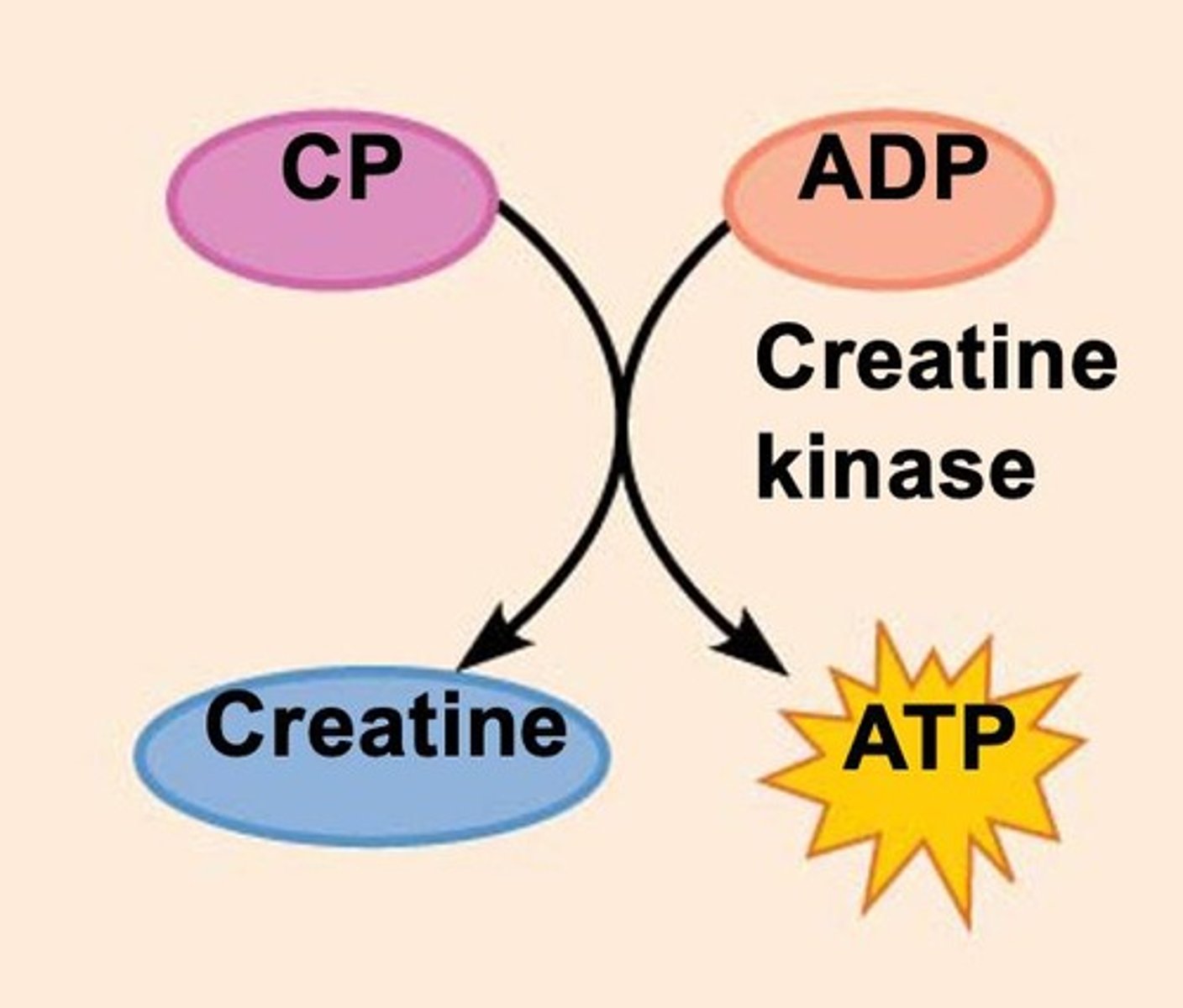 <p>CP transfers a phosphate group and energy to ADP to regenerate ATP.</p>