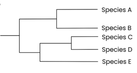 <p>● Branch point = common ancestor</p><p class="p1">● Branch = evolutionary path</p><p class="p1">● If two species have a more recent common</p><p class="p1">ancestor, they are more closely related (eg. C &amp; D)</p>