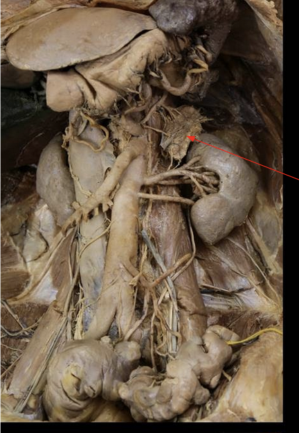 <p> ID Structure and Blood Supply</p>