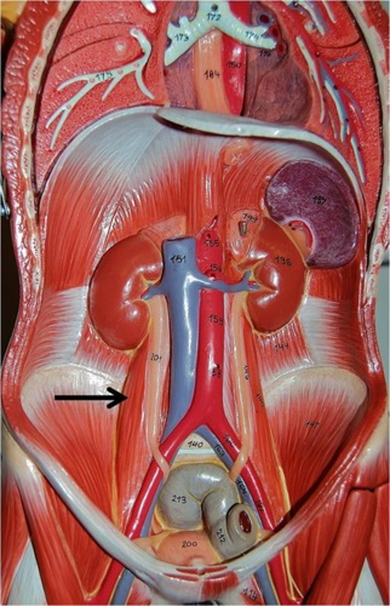 <p>Flexes the thigh</p><p>Laterally rotates hip</p>