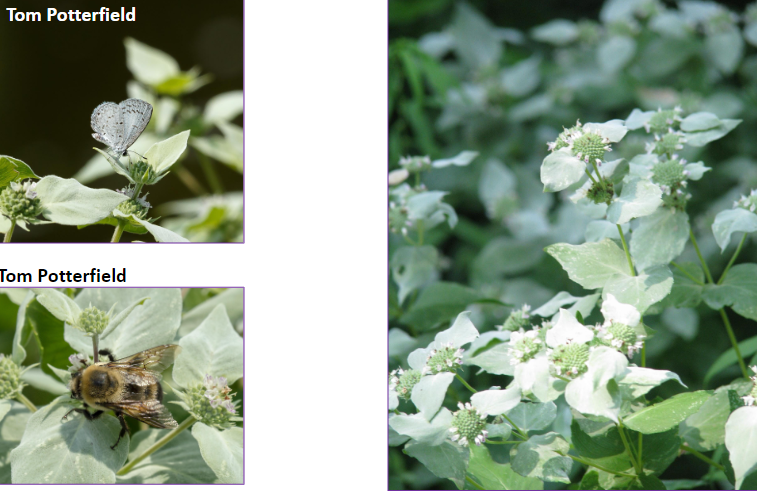 -fragrant silver leaves