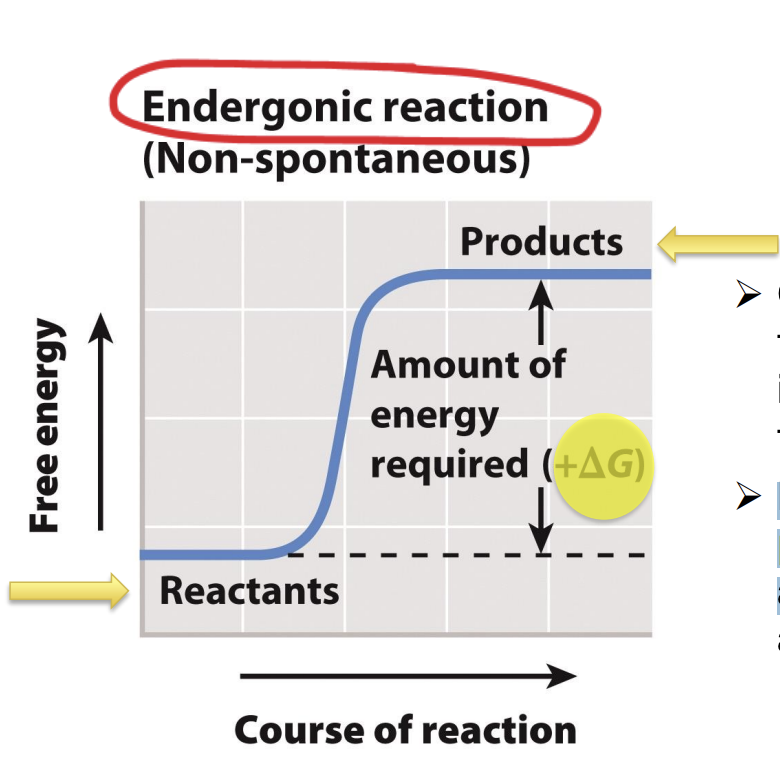 <ul><li><p>Reactions with a positive ΔG require an input of energy</p></li><li><p><span style="background-color: inherit; line-height: 19.55px; color: windowtext;"><span>Products have more free energy than reactant: </span></span>ΔG<span style="background-color: inherit; line-height: 19.55px; color: windowtext;"><span> is positive</span></span><span style="line-height: 19.55px; color: windowtext;"><span> </span></span></p><ul><li><p class="Paragraph SCXO69797370 BCX0" style="text-align: left;"><span style="background-color: inherit; line-height: 19.55px; color: windowtext;"><span>Positive: requires input of energy (endergonic reaction)</span></span><span style="line-height: 19.55px; color: windowtext;"><span> </span></span></p></li></ul></li><li><p class="Paragraph SCXO69797370 BCX0" style="text-align: left;"><span style="background-color: inherit; line-height: 19.55px; color: windowtext;"><span>Endergonic (need ATP to start) -> non-spontaneous (need energy to activate it)</span></span><span style="line-height: 19.55px; color: windowtext;"><span> </span></span></p></li></ul><p></p>