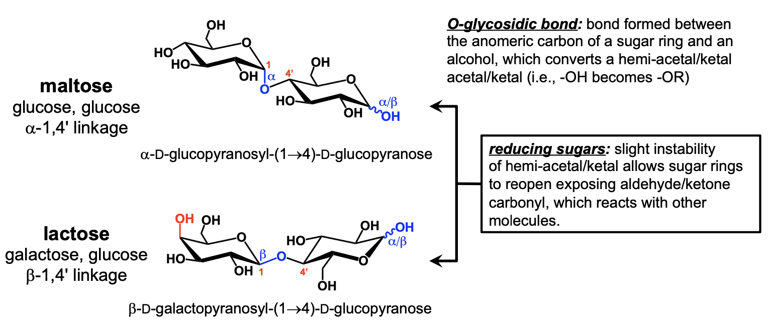 <p>If there is only one Greek letter in the name, then it is a reducing sugar (i.e. maltose and lactose). The bonded anomeric carbon is neither alpha nor beta, but an interchanging hemi-acetal.</p>