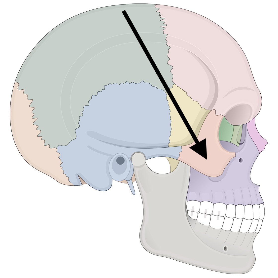 <p>Name the bone</p>