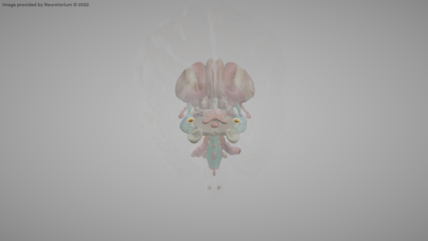 <p>A brain structure involved in emotional processing, especially fear and aggression.</p>