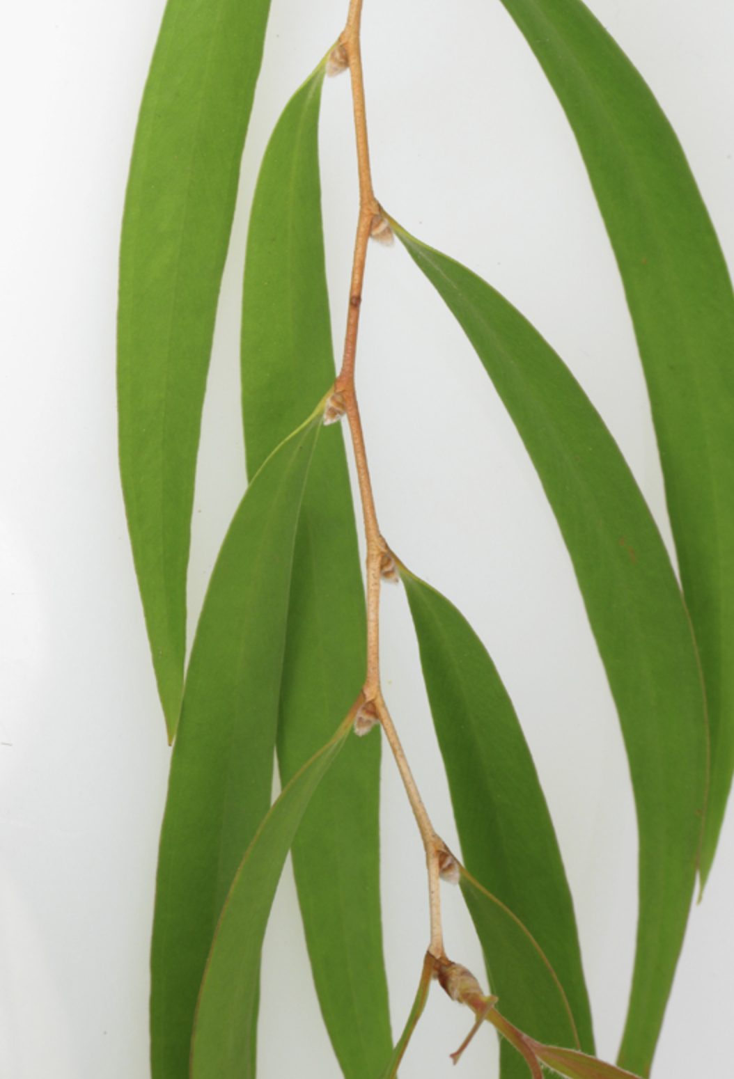 <p><em>Agonis flexuosa</em><span>&nbsp;</span></p>