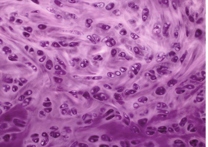 <p>what tissue is this </p>