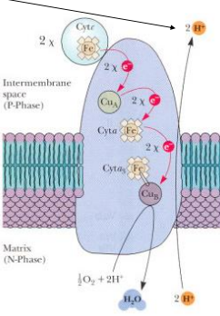 <ul><li><p><span style="background-color: transparent;">Oxygen at the bottom pulling electrons to bottom of staircase/etc</span></p></li><li><p><span style="background-color: transparent;">Oxygen is what allows etc to function</span></p></li><li><p><span style="background-color: transparent;">Last pump of protons into intermembrane space</span></p></li><li><p><span style="background-color: transparent;">Oxygen and proton forms water</span></p></li></ul><p></p>