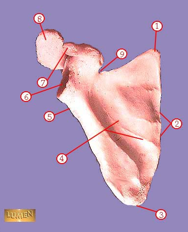 <p><span>Identify the bone.&nbsp; Write: right/left bone name.&nbsp;</span></p>