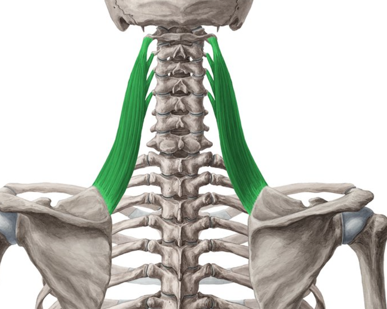 <p>Levator scapulae origin</p>