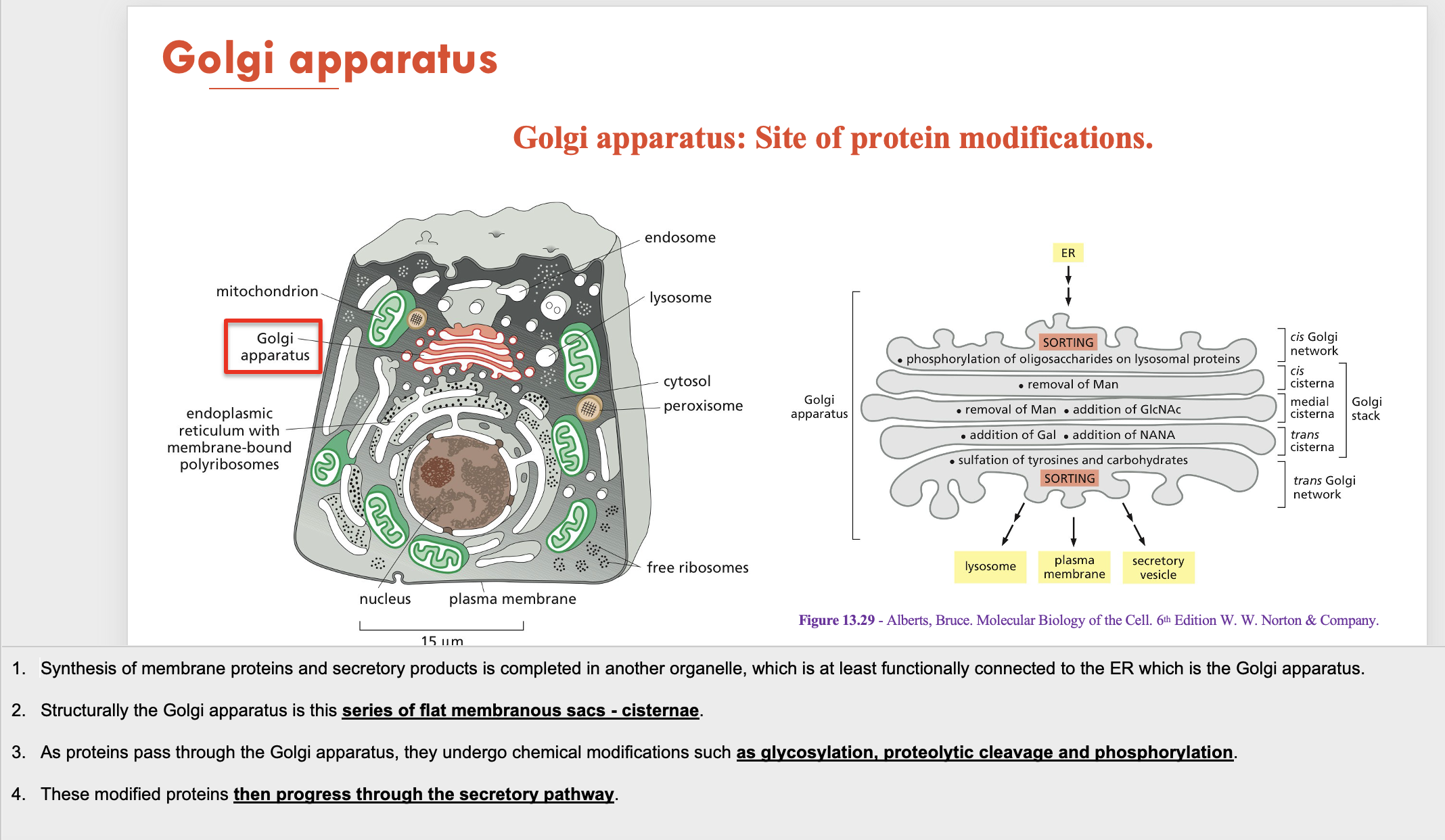 <p>A - a series of flat membranous sacs (cisternae)</p><p>B - protein modification (glycosylation, proteolytic cleavage and phosphorylation)</p><p>C - secretory pathway</p><p>D - lysosomes</p>
