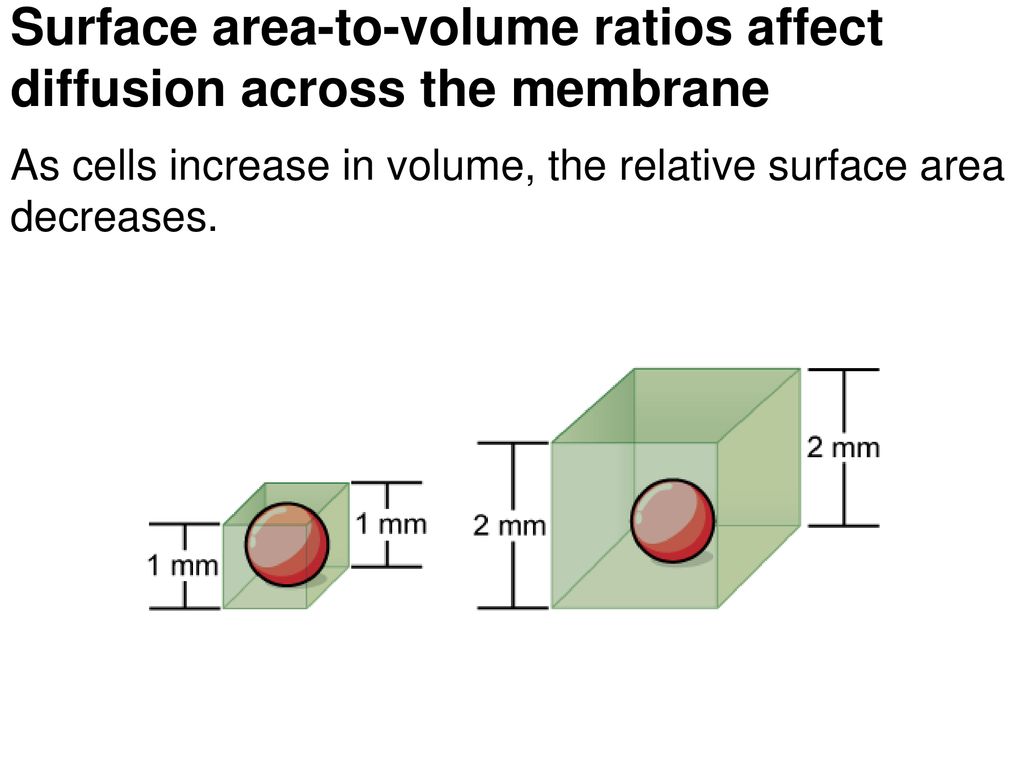 <p>a smaller cell has a higher surface area to volume ratio, making osmosis occur faster </p>