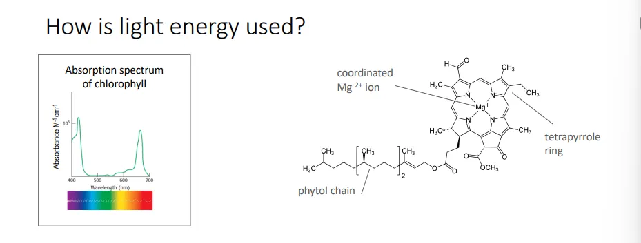 <ul><li><p>chlorophyll has a similar structure to <strong>heme complexes </strong>used in oxidative phosphorylation</p></li><li><p>it has a closed <strong>tetrapyrrole </strong>structure- the <strong>nitrogen </strong>atom from each pyrrole is <strong>coordinated </strong>to a central <strong>magnesium ion</strong></p></li><li><p>they are effective photoreceptors because the pyrrole rings have <strong>alternating </strong>single and double bonds (conjugated polyenes), so the electrons <strong>aren’t </strong>as <strong>localised </strong>and restricted</p></li><li><p>this is attached to a highly <strong>hydrophobic </strong>20-carbon <strong>phytol </strong>chain used for anchoring in the membrane</p></li></ul><p></p>