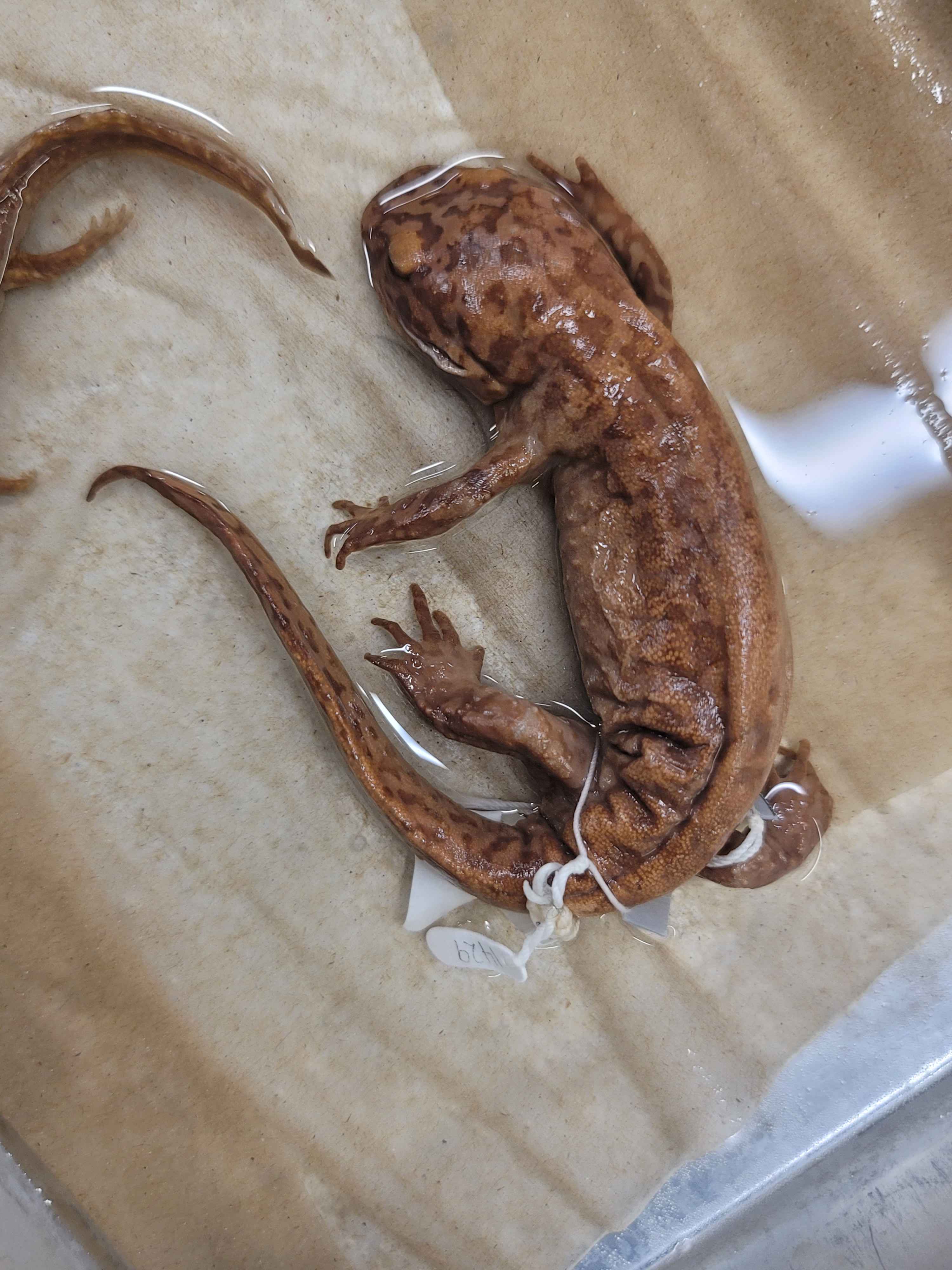 <p><span>Pacific giant salamander. Occurs from Mendocino County</span><br><span>north.</span><br><span>There is a narrow contact zone between the two species in southern Mendocino County</span></p>