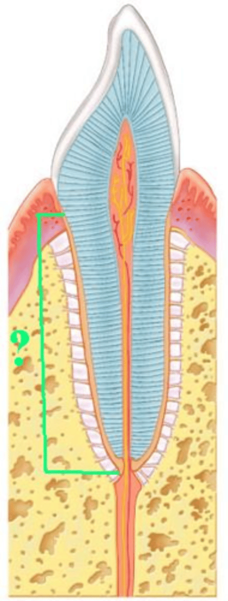 <p>Identify the indicated region of a tooth.</p>