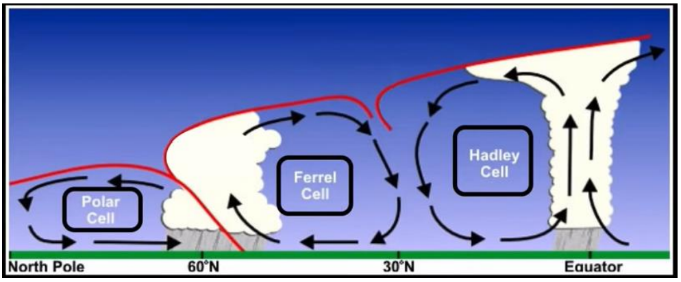 <p>Hadley</p><p>Ferrel</p><p>Polar</p>
