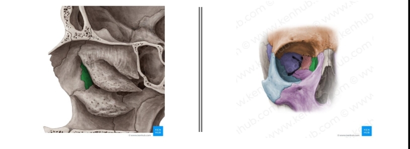 <p>Latin for tear, between the Maxilla and Zygomatic</p>