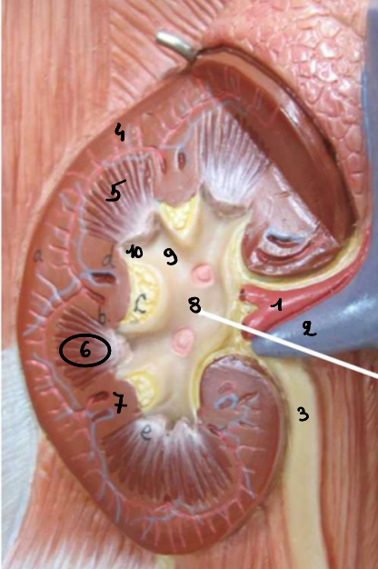 <p>10</p>
