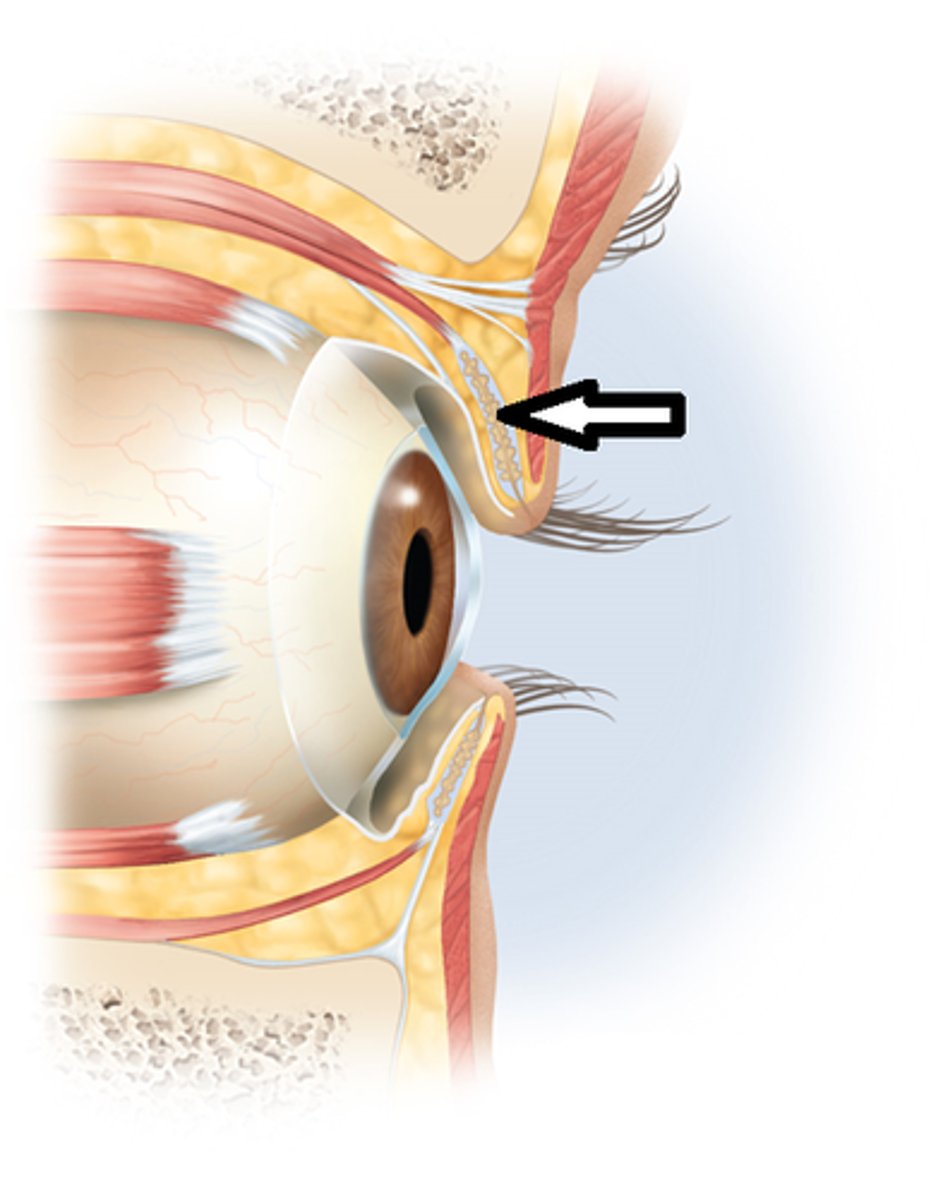 <p>main structural component of eyelids</p>