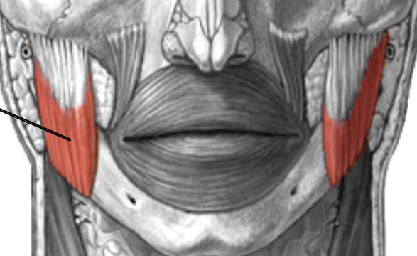 <p>Which muscle of mastication is:</p><ul><li><p>Side of jaw</p></li><li><p>Action: close jaw</p></li><li><p>Nerve: <span style="color: yellow;">CN V</span></p></li></ul><p></p>