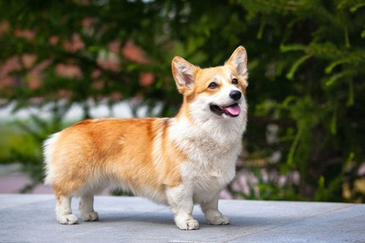 <p>What is this breed? What is it's AKC classification?</p>