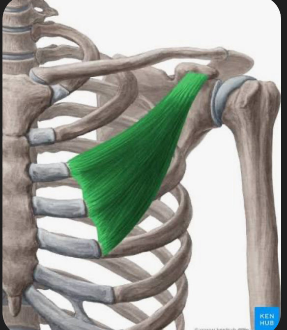 <p>pectoralis minor</p>