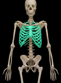 <p>Consists of the bony thorax, which is composed of the sternum, ribs, and thoracic vertebrae, plus the costal cartilages</p>