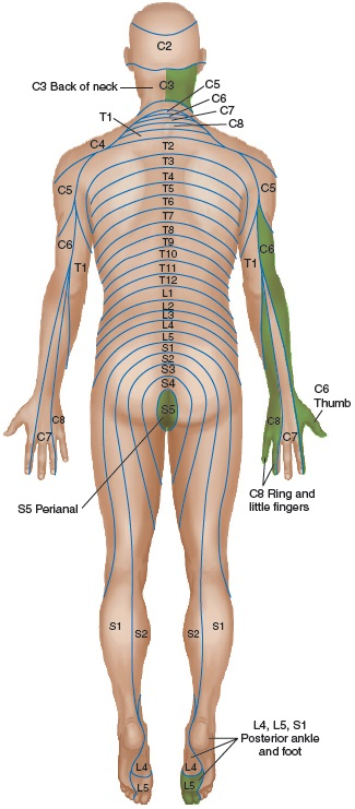 <p>M leg S2</p><p>L leg S1</p><p>perianal S5</p><p>post. ankle and foot L4, L5, S1</p>