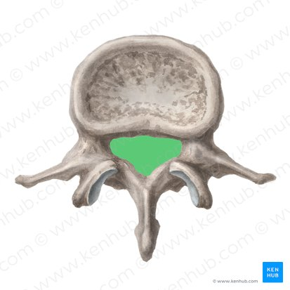 <p>hole/opening in each vertebra, spinal cord goes through </p>