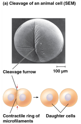 <p>Cleavage furrow</p>