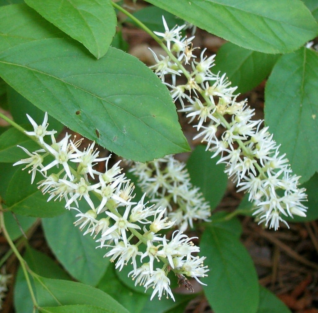 <p>Virginia willow scientific name</p>