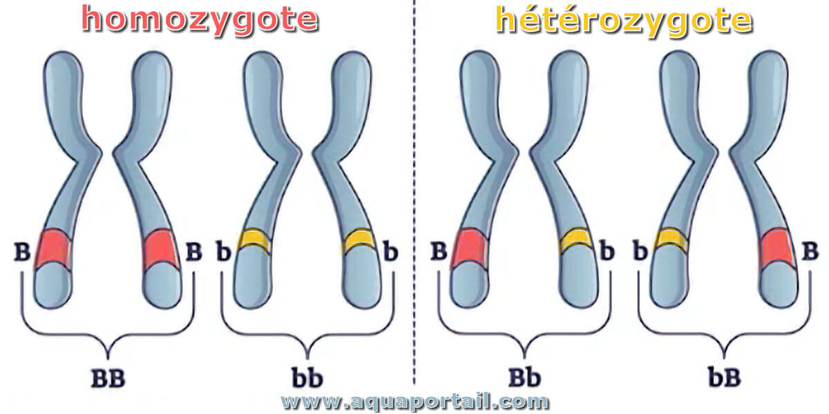 <p>When two identical alleles of a gene are present in an organism.</p>