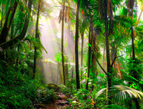 Very high productivity, Very rapid decomposition.
