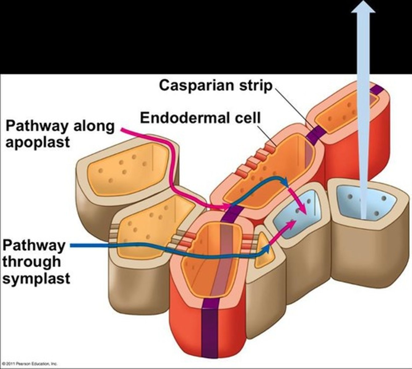 <p>Apoplast (outside of cells) and Symplast (inside of cells).</p>