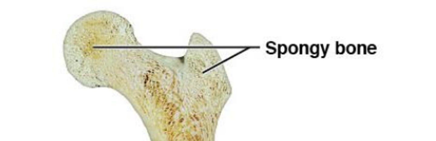 <p>- Open network of plates</p><p>Multidirectional or light strain</p><p>- Surrounds medullary cavity (open space)</p><p>bone marrow: connective tissue in medullary cavity</p>
