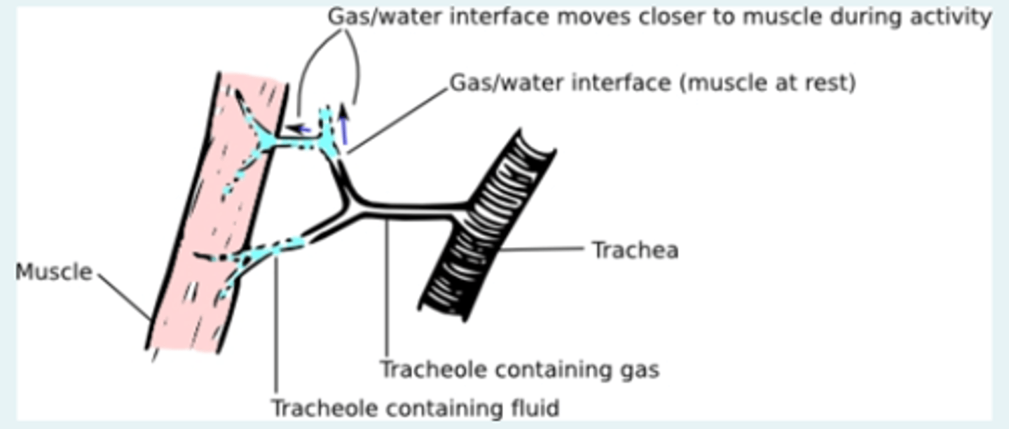 <p>Decreases the part of the distance filled with a medium that has a lower diffusion coefficient to increase the diffusion rate at times of high metabolic demand for oxygen.</p>