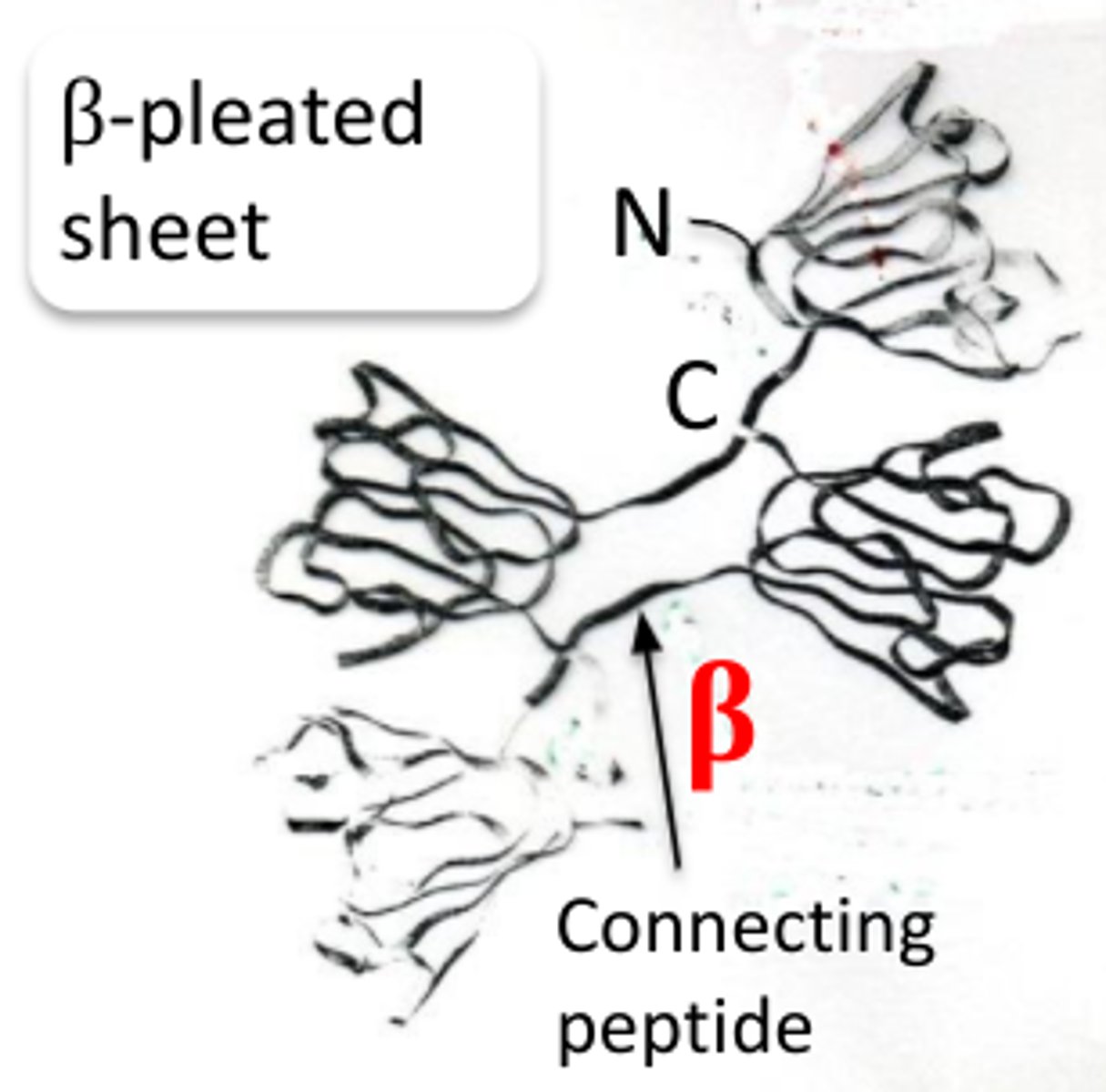 <p>-consist of at least four structures of beta pleated sheets in</p><p>which there are two n-terminal ends and two c-terminal ends;</p><p>-there are two polypeptide chains.</p><p>-aromatic and sulfur rich residues</p>