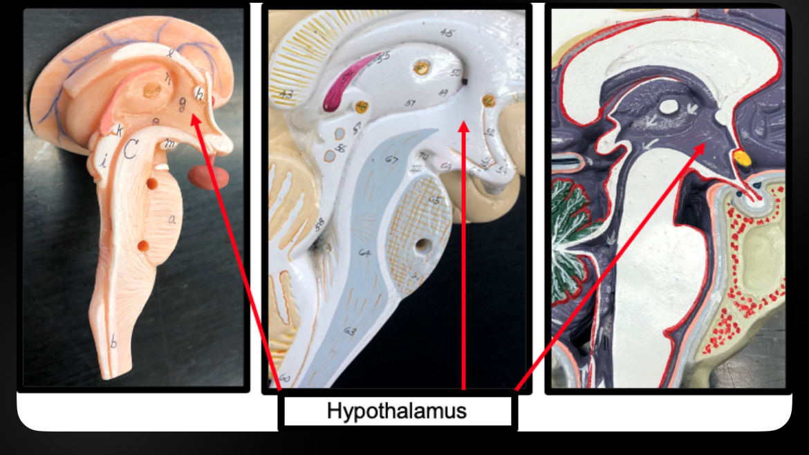 <p>Hypothalamus</p>