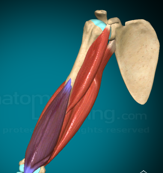 <p>What does the Brachialis do?</p>