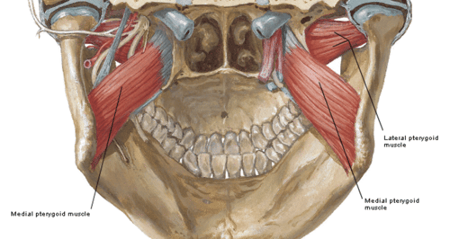 <p>Where is the attachment of the Lateral pterygoid muscle what is its function? (Mastication M)</p>