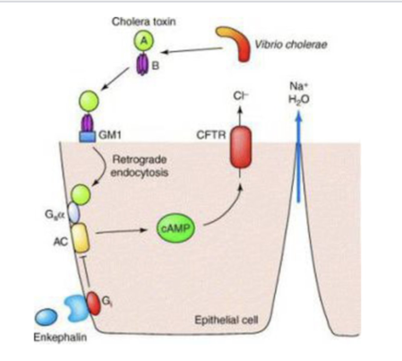 <p>cholera toxin ultimately upregulates cAMP--&gt; opens Cl- channels --&gt; water follows electrolytes --&gt; severe life threatening diarrhea</p>